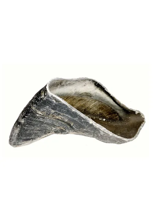 Pets Elite Ox Hoof Single