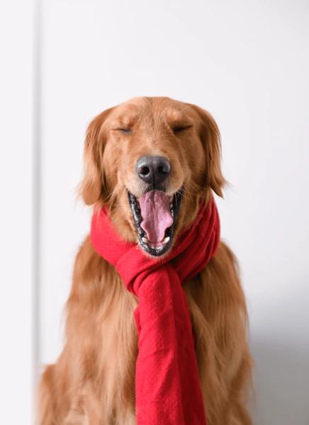 I wuv my scarf mommy!