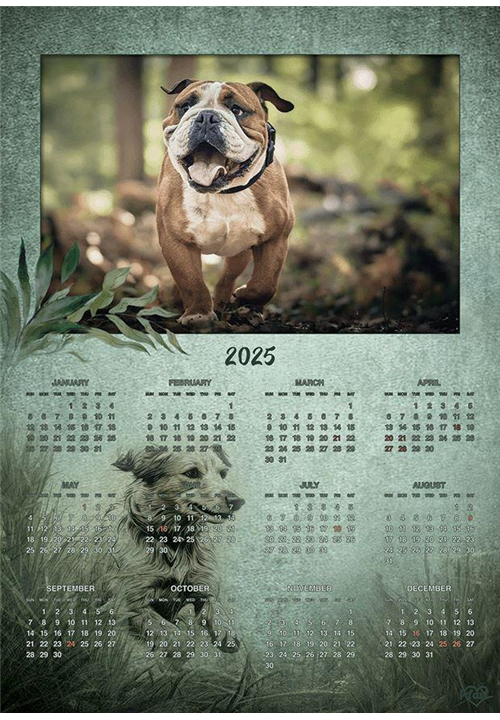 Calendar 2025 - Forest Walk