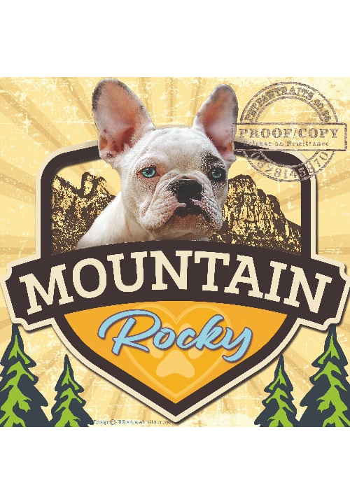 Rocky Pet portrait
