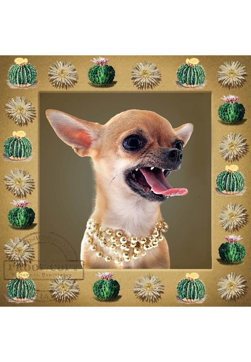 Quirky Cactus Portal