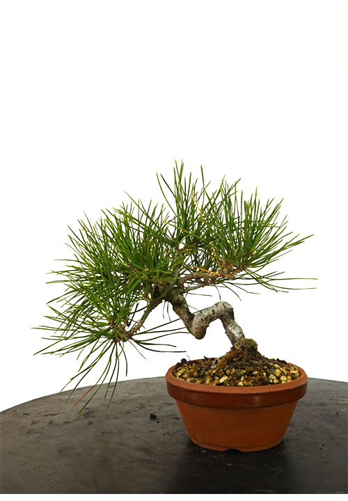 PINUS THUNBERGII