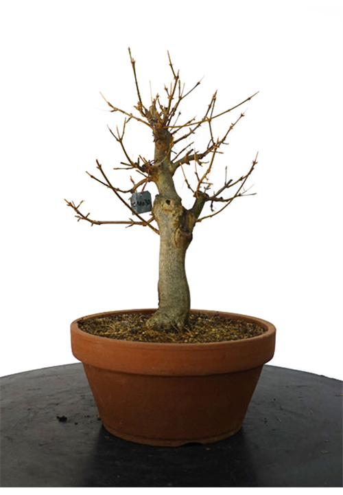 ACER BUERGERIANUM