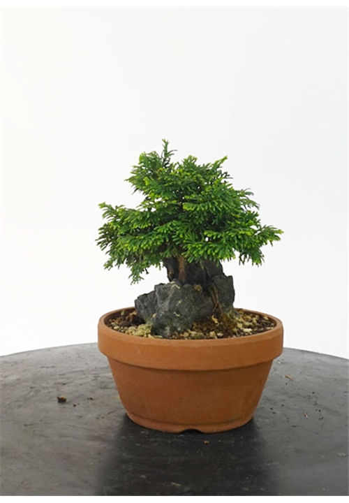 CHAMAECYPARIS OBTUSA 