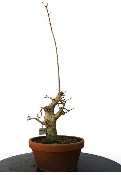 ACER BUERGERIANUM