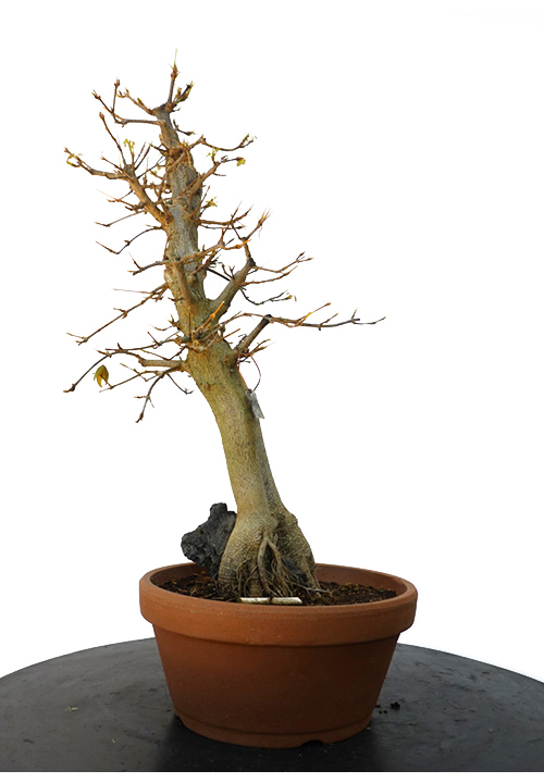  ACER BUERGERIANUM