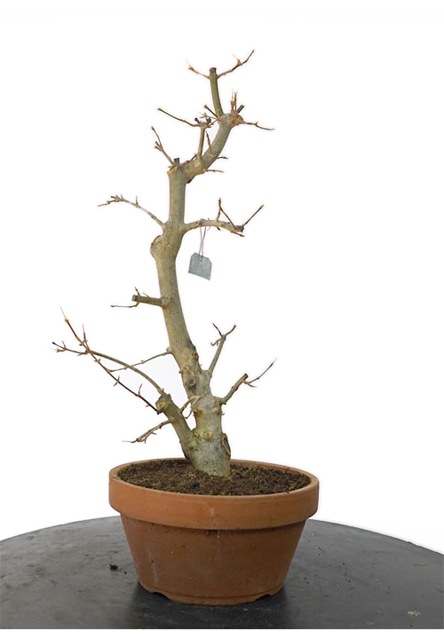 ACER BUERGERIANUM