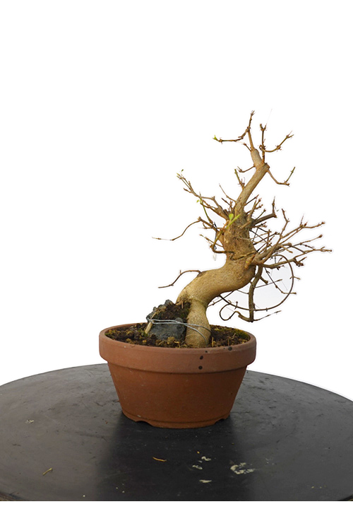 ACER BUERGERIANUM