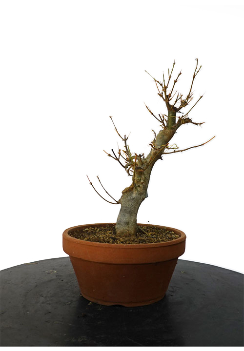 ACER BUERGERIANUM