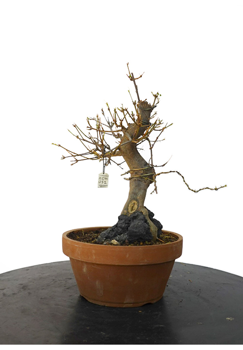 ACER BUERGERIANUM