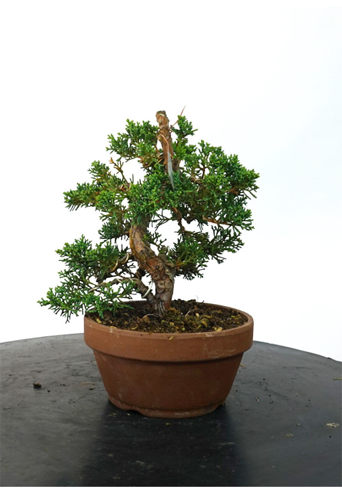 JUNIPERUS CHINENSIS 