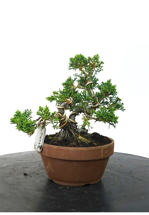 JUNIPERUS CHINENSIS 