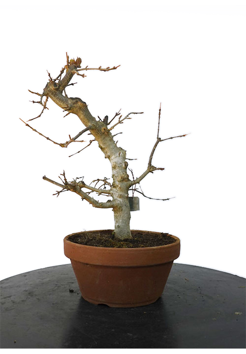 ACER BUERGERIANUM